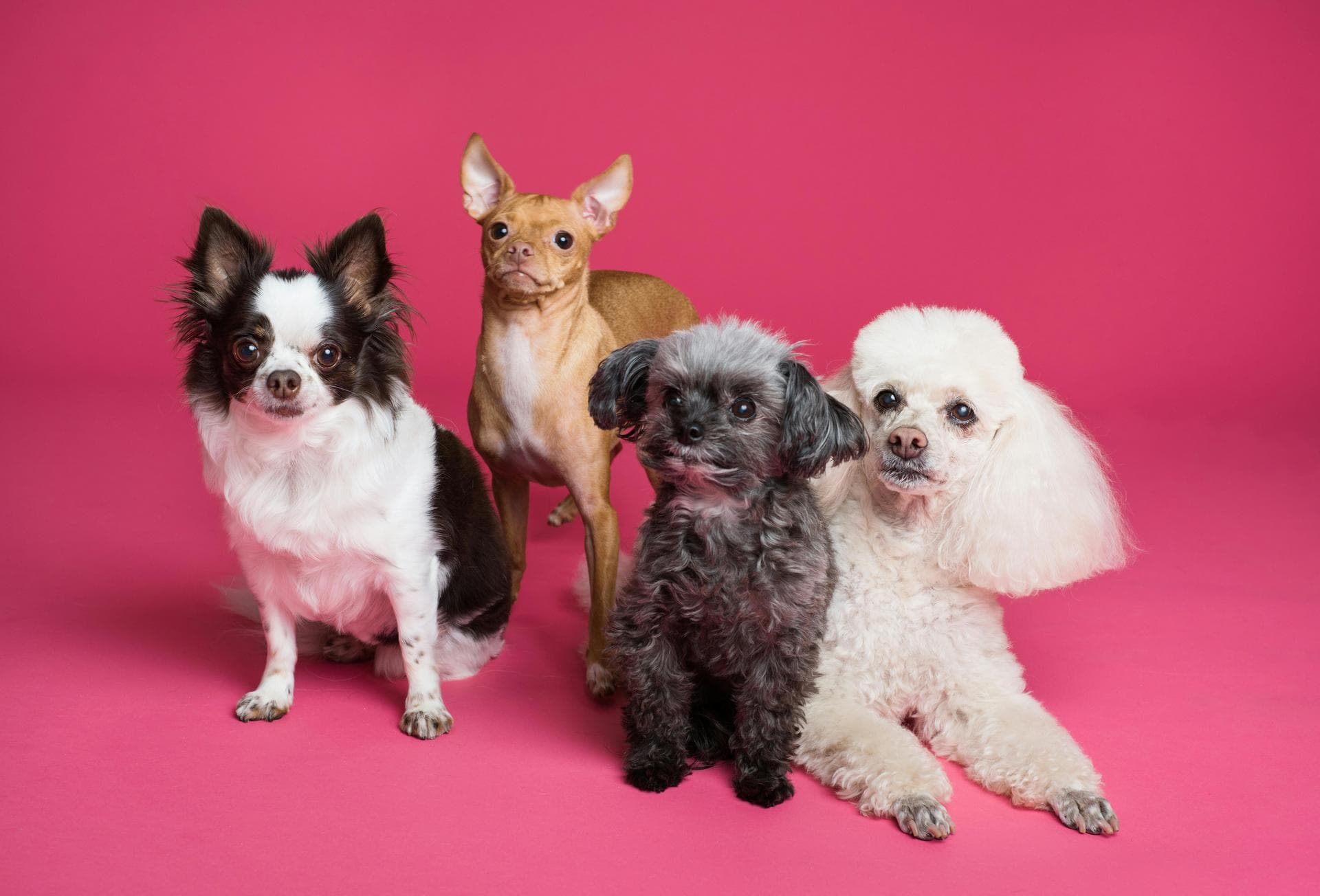 Best Vets in St Helens