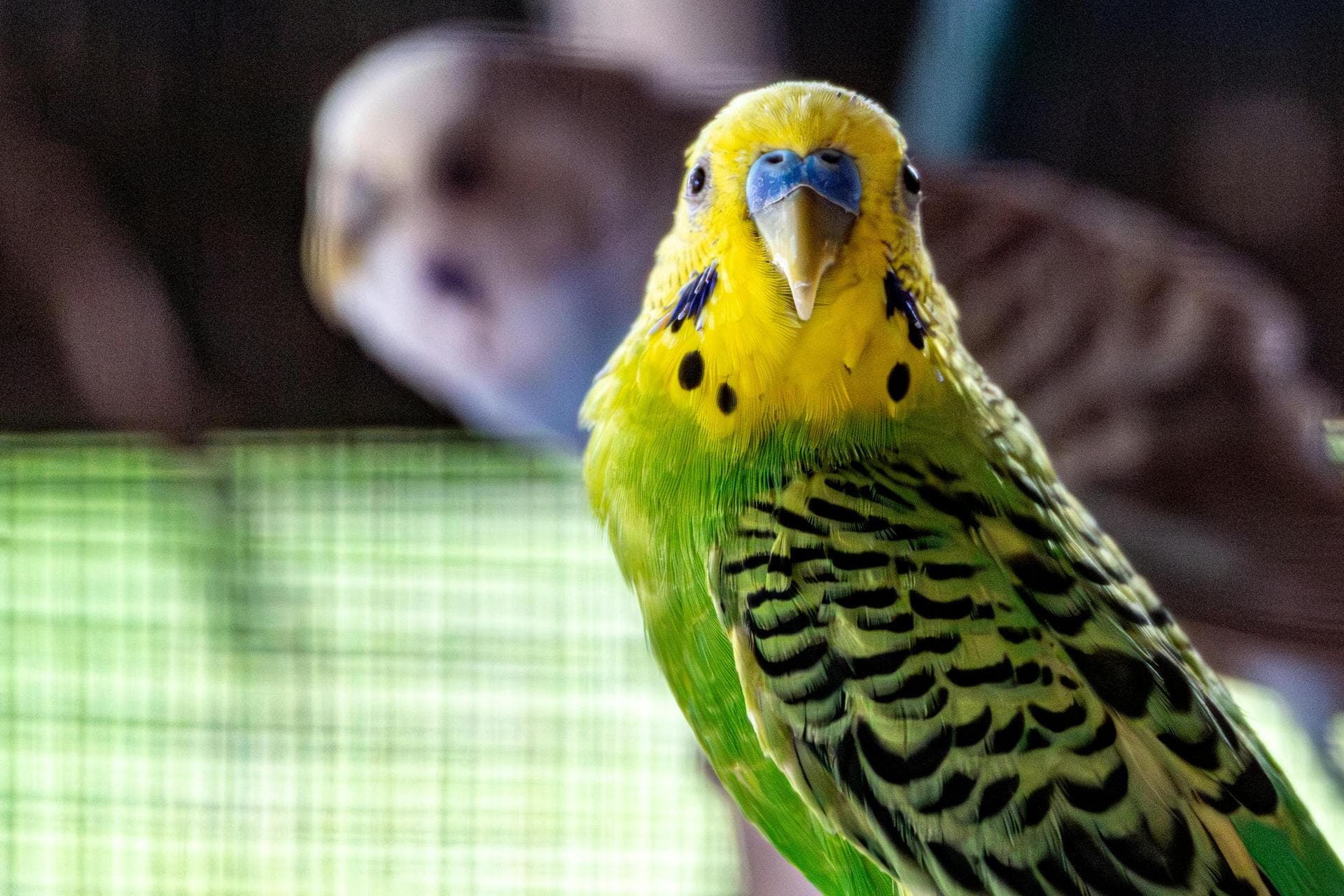 Best Vets in St Helens